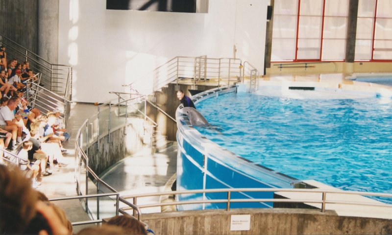 006-Dolphin Show at the Baltimore Aquarium.jpg